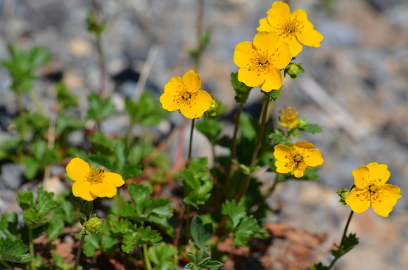 Creeping Buttercup