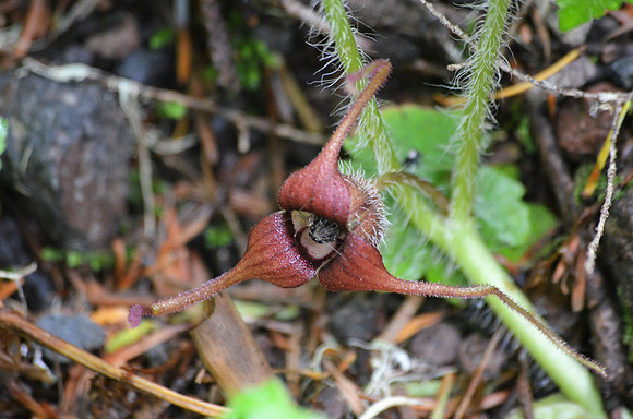 Ginger