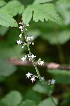 Foamflower
