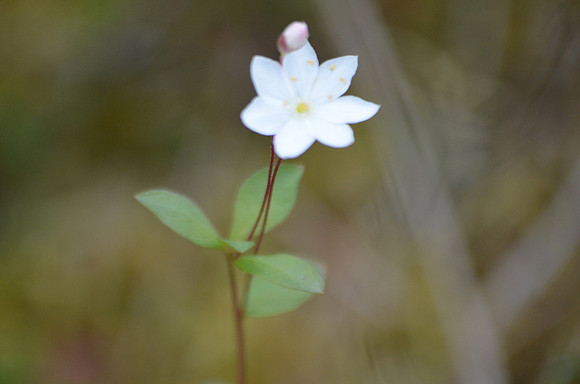 Northern Starflower