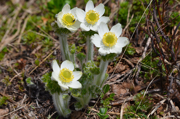 Pasque Flower