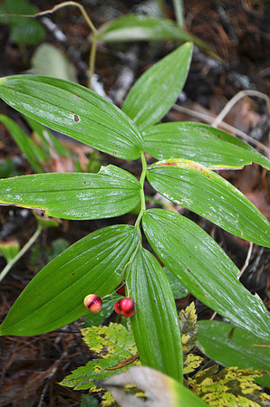 Star-Flowered False Solomon's-Seal berries 4