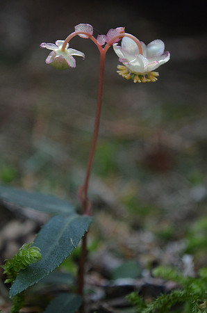 Pipsissewa