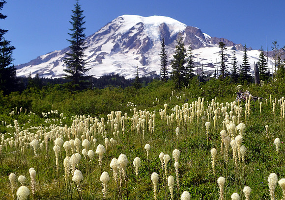 Beargrass