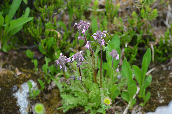 Bird's beak Pedicularis