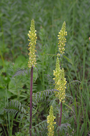 Bracted Pedicularis