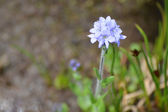 Slender Speedwell