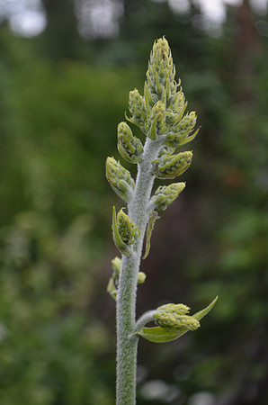 False Hellebore