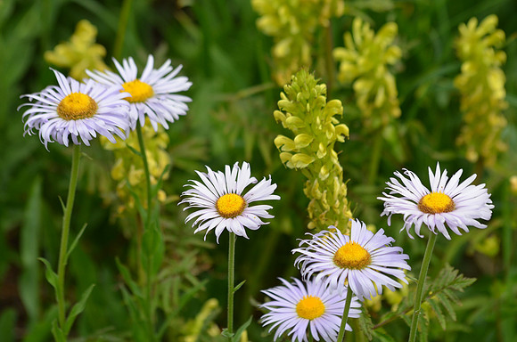 Mt Daisy