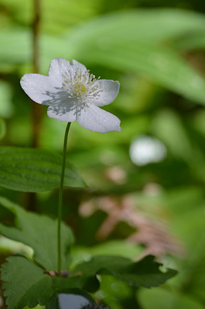 Oregon Anemone