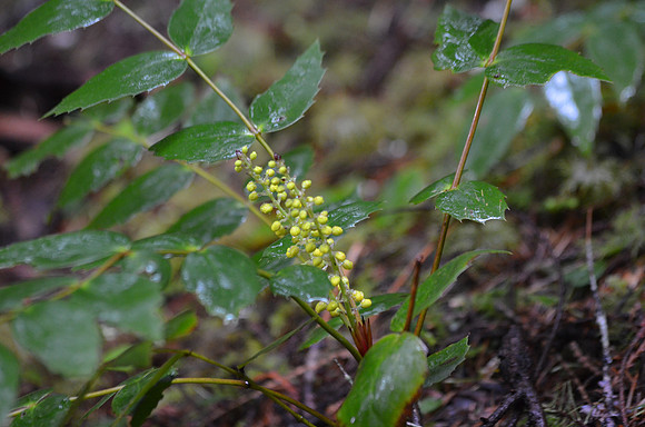 Oregon Grape