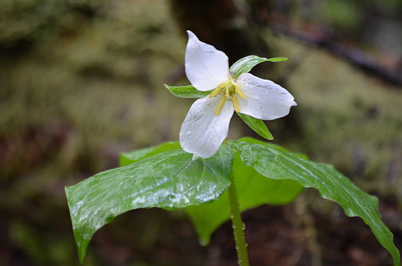 Trillium  089