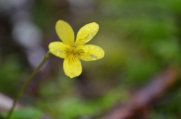 Yellow Violet