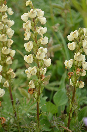 Coiled-beaked Pedicularis