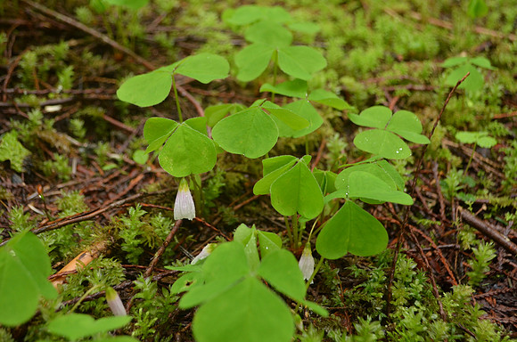Wood Sorrel 118