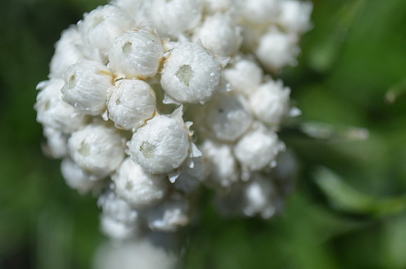 Pearly Everlasting