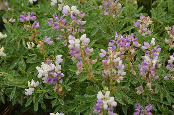 Lupine