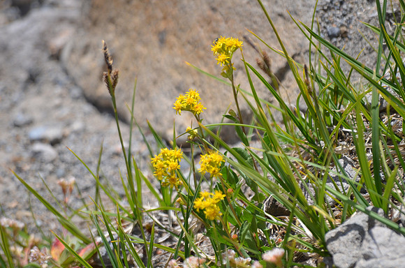 Alpine Goldenrod