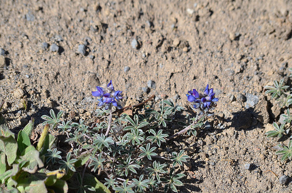 Alpine lupine 002