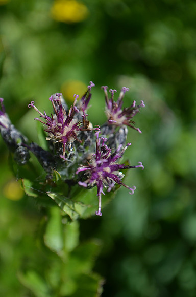 American Saw-wort