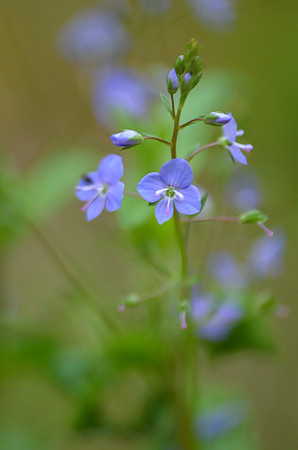 American speedwell