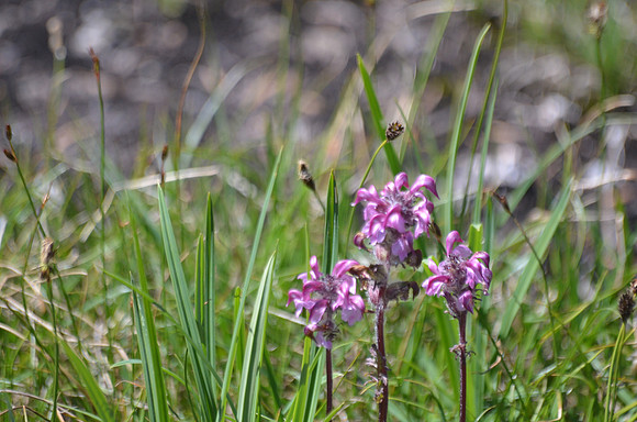 Bird's Beak Pedicularis