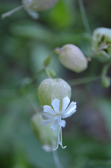 Bladder Campion