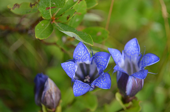 Bog Gentian
