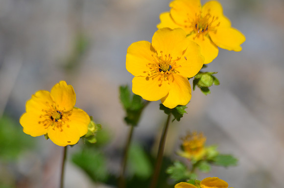 Buttercup