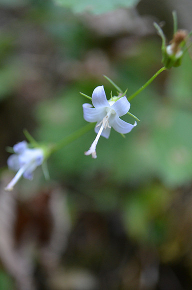 Campanula Scouleri
