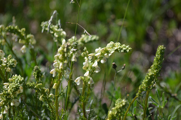 Coiled Beak Pedicularis