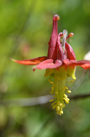 Red Columbine