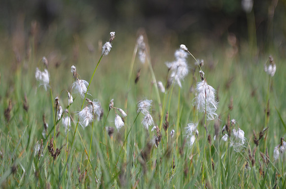 Cotton Grass