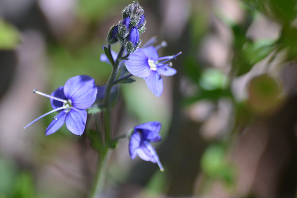 Cusick's Speedwell