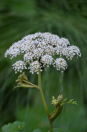Cow Parsnip 123