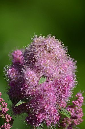 Douglas's Spirea