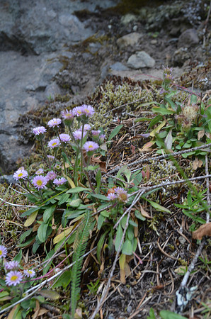 Fleabane