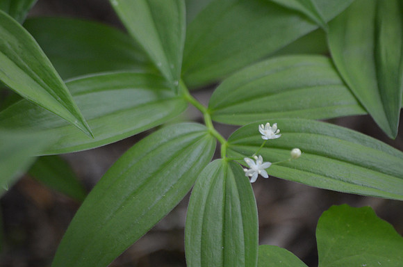 Star-flowered False Solomon's Seal