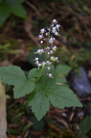 Foamflower 174