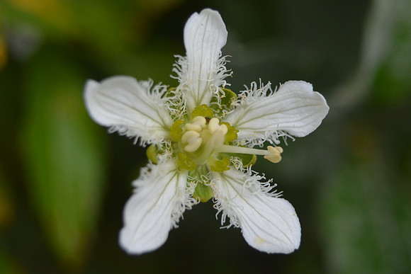 Fringed Grass-of-Parnassus
