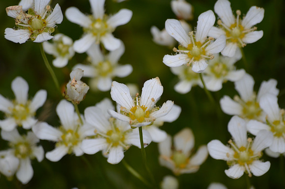 Fringed Grass-of- Parnassus