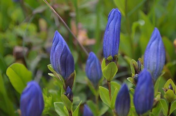 Bog Gentian