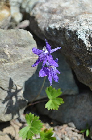 Larkspur