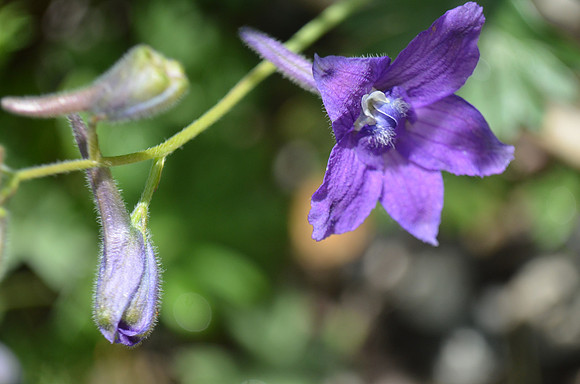 Larkspur