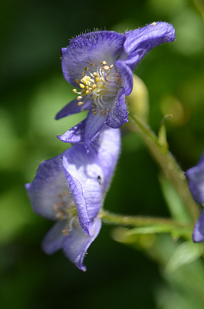 Monkshood