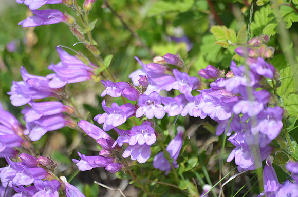 Davidson's Penstemon