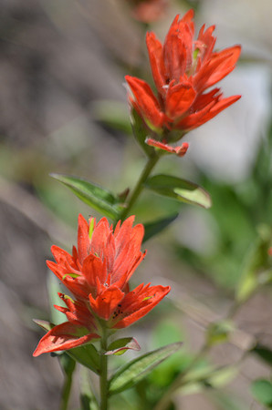 Paintbrush