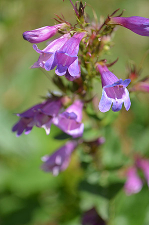 Penstemon