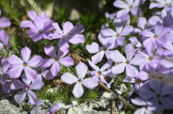 Phlox