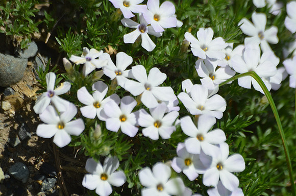 Phlox